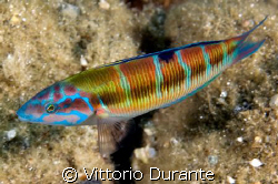 Thalassoma Pavo by Vittorio Durante 
